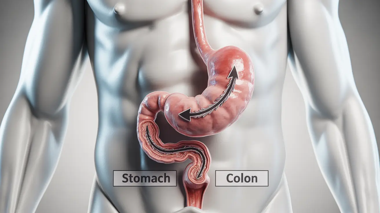 Detailed anatomical illustration of the human digestive system focusing on the gastrocolic reflex, depicting stomach and colon contractions in a clinical setting.
