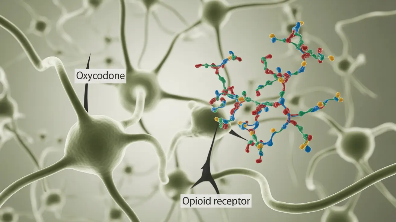 Detailed illustration showing the binding of oxycodone to opioid receptors in the brain and nervous system, bright clinical colors, clear labels for educational purposes.